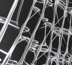 australian dark web vendors